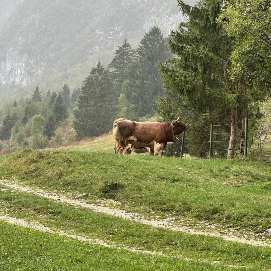 Rind auf einem Almweg über dem Bohinjer Tal