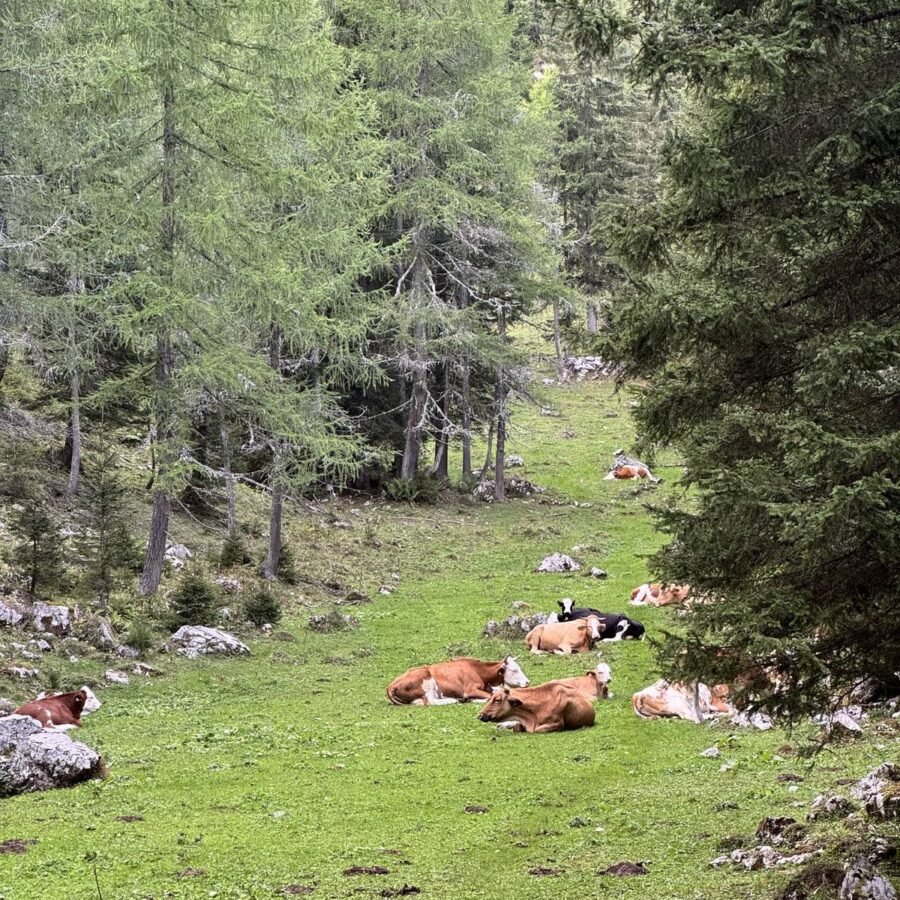 Kühe liegen auf einer Almweide im Wald am Juliana Trail