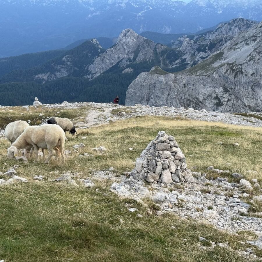 Schafe auf einer Hochweide unter dem Triglav im Abendlicht