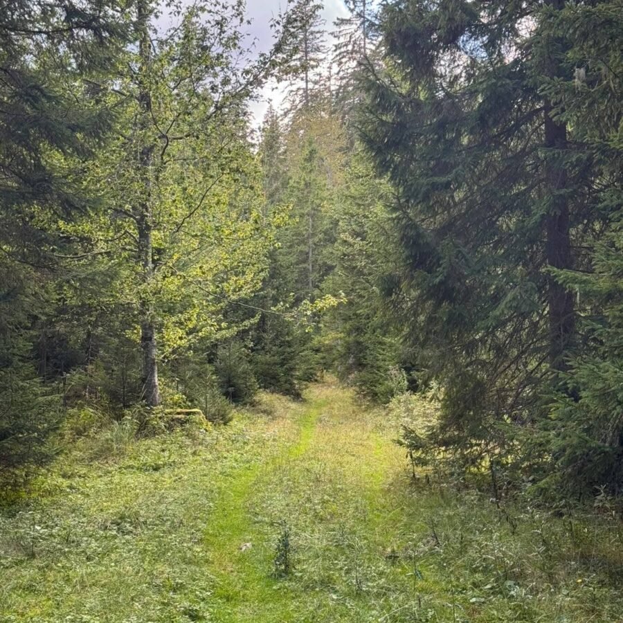 Grasbewachsener Waldweg auf dem Weg zu den Krn-Seen